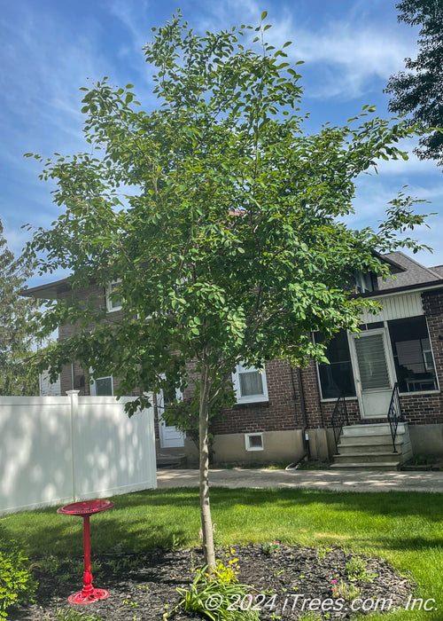 A single trunk serviceberry is planted in the front yard of a home.