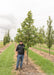 American Dream Oak grows in the nursery with green leaves, a person stands nearby to show the height comparison. 