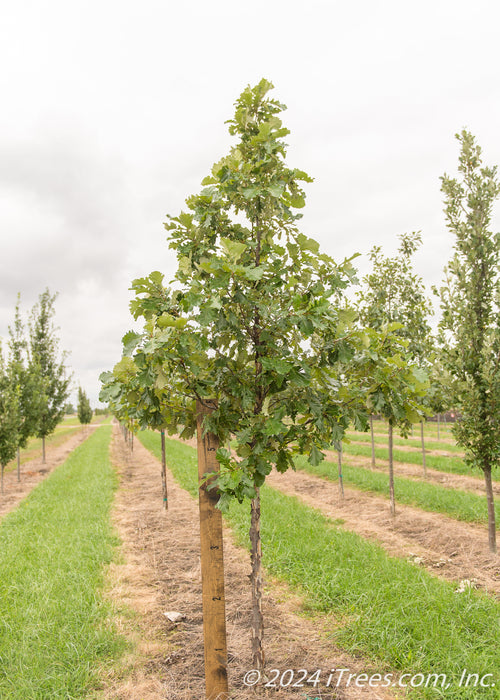 American Dream Oak grows in the nursery with a large ruler standing next to it to show the height. 
