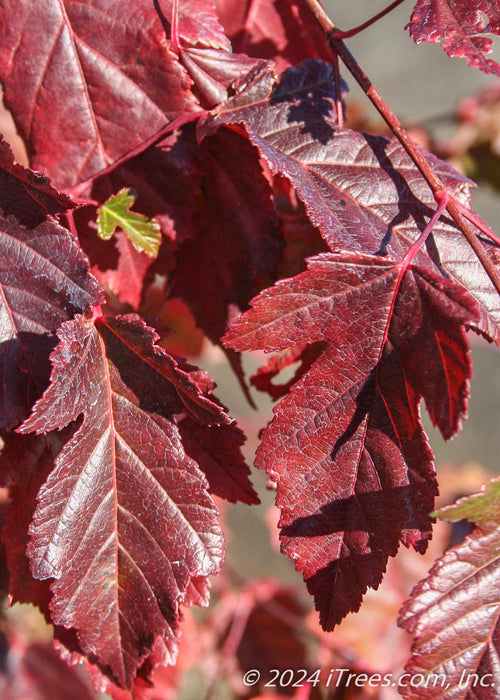 Closeup of deep red, deeply serrated leaves. 