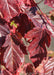 Closeup of deep red, deeply serrated leaves. 
