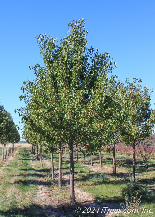 Aristocrat Ornamental Pear grows in a nursery row with rich green leaves. 