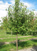 Aristocrat Ornamental Pear grows in the nursery with shiny green leaves.