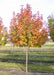 Aristocrat Ornamental Pear grows in a nursery row and shows changing fall color from green to dark red. 