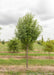Aristocrat Ornamental Pear grows in the nursery with green leaves.
