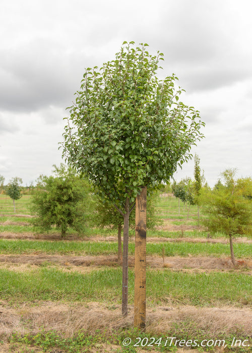 Aristocrat Ornamental Pear in the nursery with a large ruler standing next to it to show height. 
