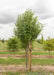 Aristocrat Ornamental Pear in the nursery with a large ruler standing next to it to show height. 