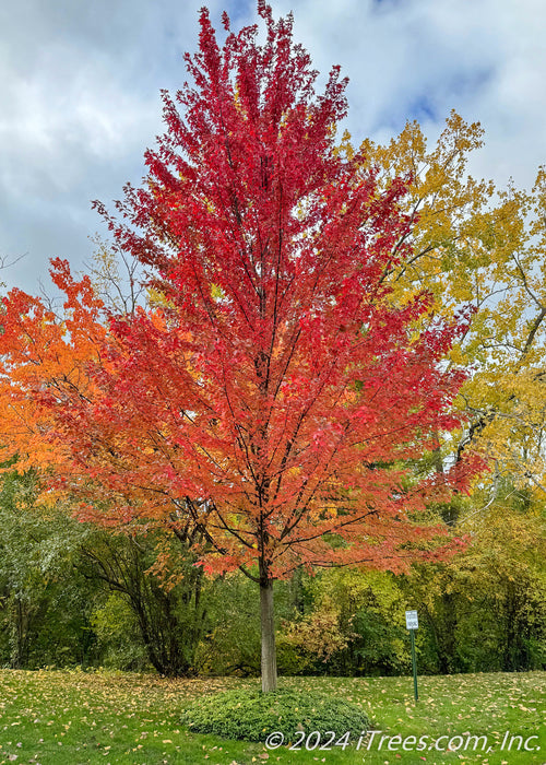 Autumn Blaze Maple with bright red fall color.