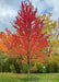 Autumn Blaze Maple with bright red fall color.