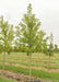 Autumn Fantasy Maple grows in the nursery with green leaves surrounded by rows of other trees and strips of green grass between rows.