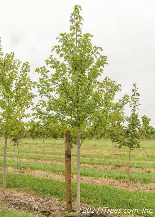 Autumn Fantasy Maple grows in the nursery with green leaves with a large ruler standing next to it to show height. 