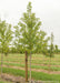 Autumn Fantasy Maple grows in the nursery with green leaves with a large ruler standing next to it to show height. 