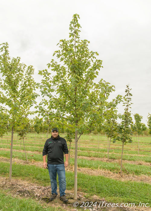 Autumn Fantasy Maple grows in the nursery with green leaves, shown with a person standing next to it to show the height comparison.
