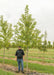 Autumn Fantasy Maple grows in the nursery with green leaves, shown with a person standing next to it to show the height comparison.