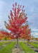 Autumn  Fantasy Maple grows in a nursery row and shows transitioning fall color from dark green to a deep red.