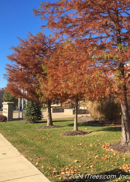 A row of Bald Cypress in fall with rusty orange needles planted in a front landscape of a downtown building.