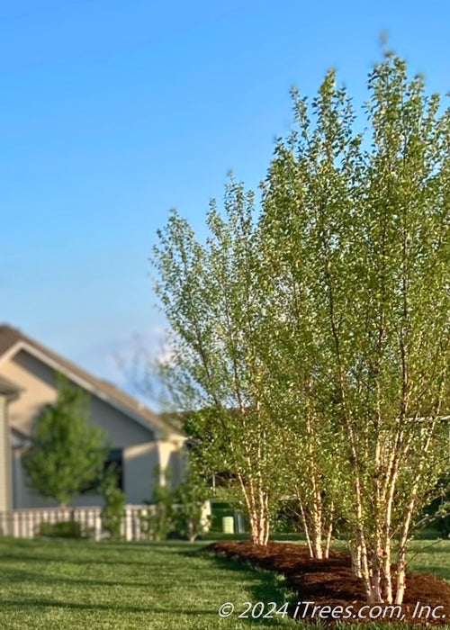 A row of Heritage Birch planted in the side yard of a home for privacy and screening.