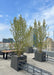 Clump form Heritage Birch planted in containers on a Chicago rooftop.