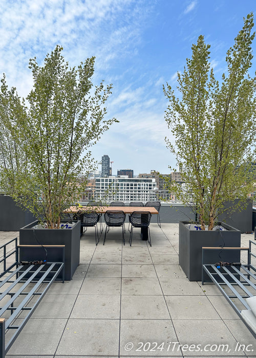 Two Heritage Birch planted on a Chicago rooftop in containers.