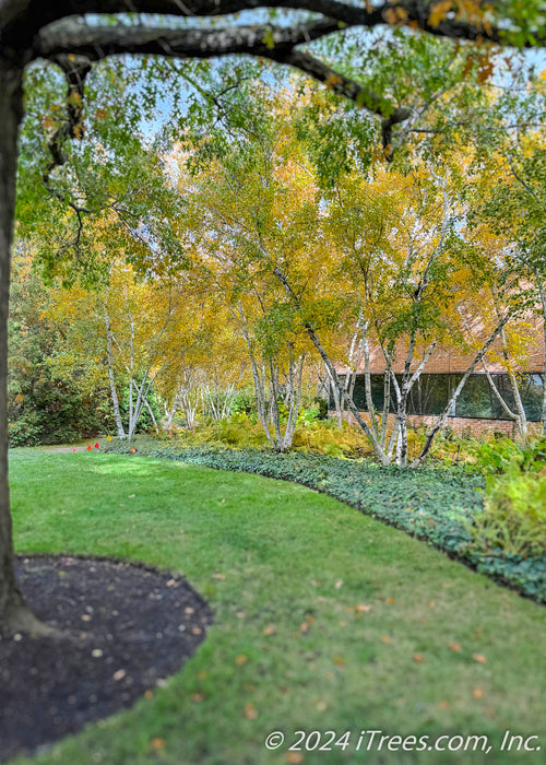 A grove of Whitespire Birch planted in a back side yard for privacy and screening.