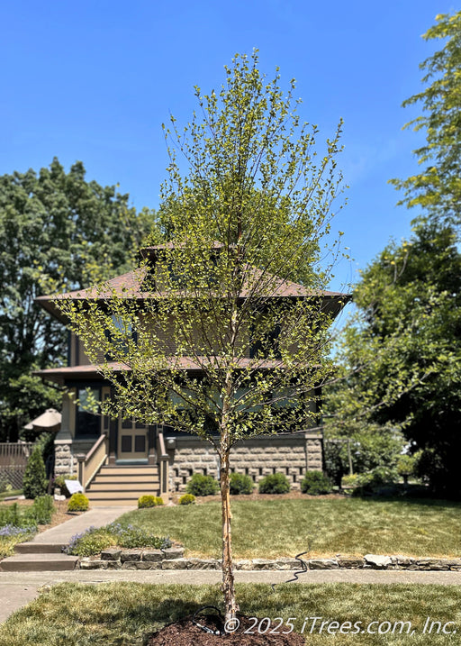 A young River Birch freshly planted in early spring on a residential parkway with a two-story home in the background.