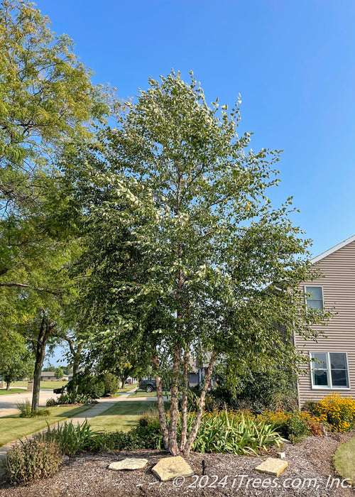 Mature clump form Heritage Birch planted in a front yard landscape bed. 