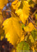 Closeup of shiny yellow fall leaves.