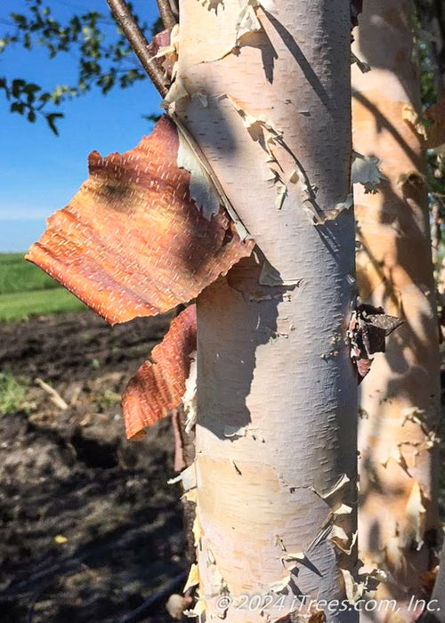 Closeup of white chalky trunk with shedding peeling bark revealing peachy tones.