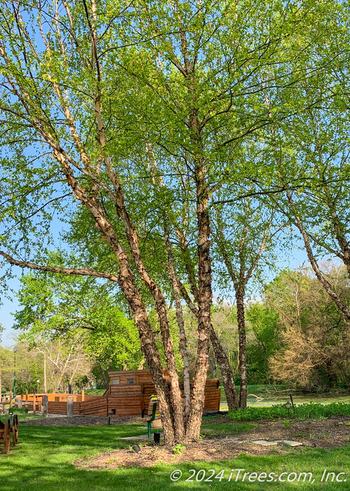 A group of mature Heritage Birch planted in a downtown river park area.
