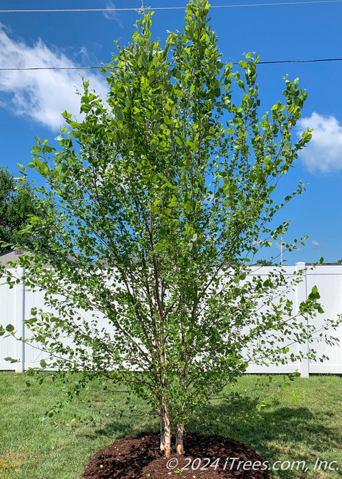 Heritage River Birch newly planted in a backyard along a fence line.
