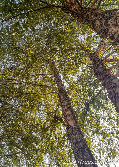 Trunks and green leaves, view from the inner canopy of a mature multi-stem clump River Birch.