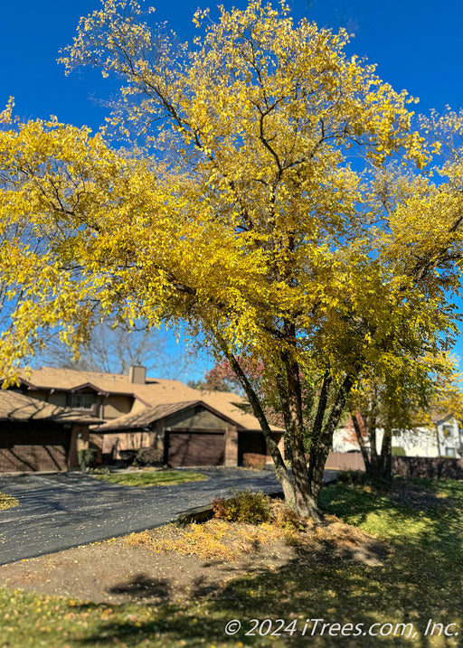 A mature multi-stem River Birch with yellow-gold leaves planted in a grouping near a driveway.
