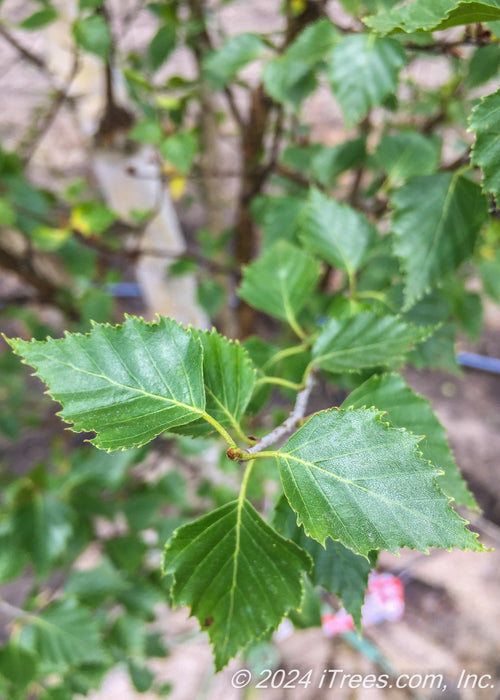 Closeup of newly emerged sharply toothed dark green leaves,