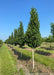 A row of Dakota Pinnacle Birch grows in a nursery row with dark green leaves, and chalky white bark, surrounded by other rows of trees, and blue sky.