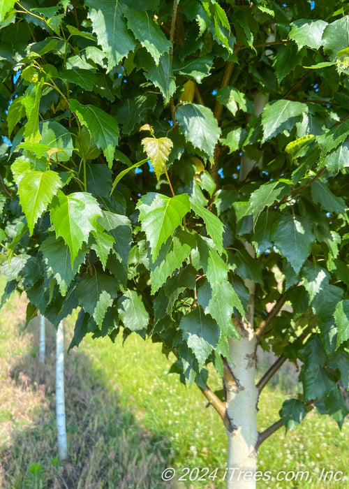 Closeup of lower canopy of green leaves, with white trunk.