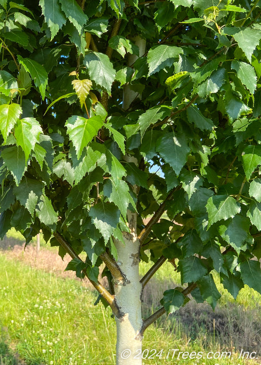 Closeup of lower green canopy of leaves, brown branches, and chalky white trunk.