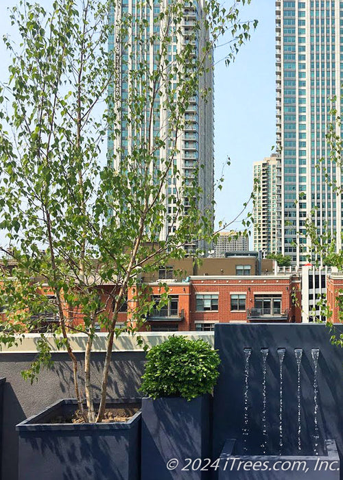 A newly planted multi-stem clump Whitespire Birch planted in a container on a Chicago rooftop.