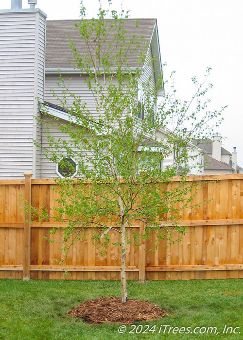 A newly planted single trunk Whitespire Birch with newly emerged green leaves.