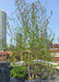 A newly planted multi-stem clump Whitespire Birch planted in a container on  a Chicago rooftop.