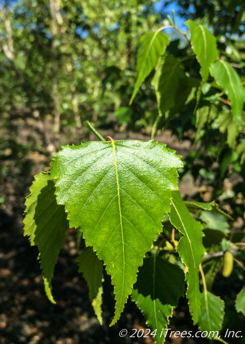Closeup of shiny green leaf with serrated edges.