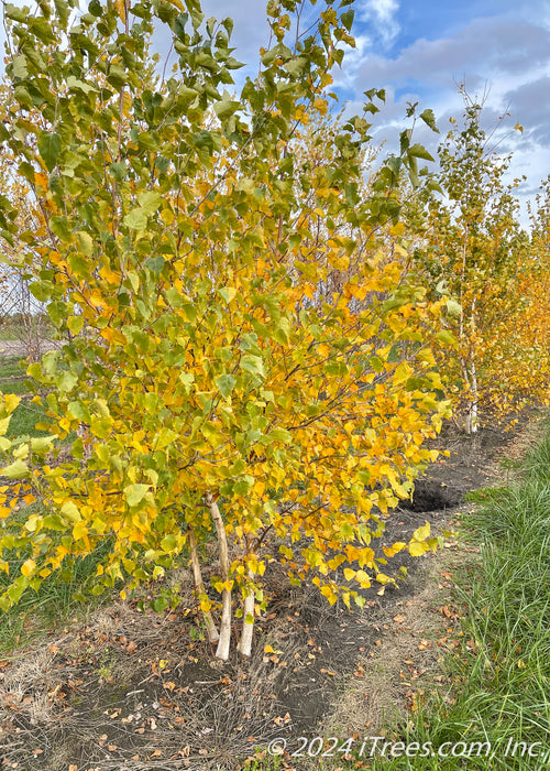 A row of multi-stem clump form Whitespire Birch at the nursery with yellow and green leaves.