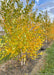 A row of multi-stem clump form Whitespire Birch at the nursery with yellow and green leaves.