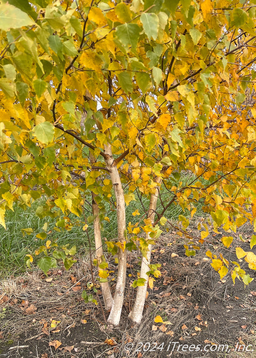Closeup of a multi-stem clump form Whitespire Birch in fall with white trunks and yellowish-green leaves.