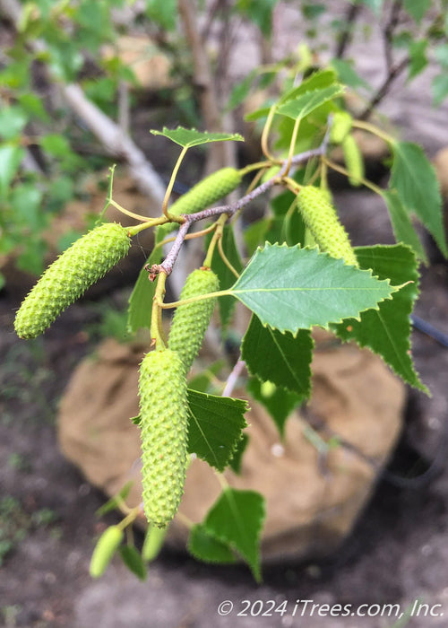 Closeup of yellow-green catkins and newly emerged green leaves with sharp serrated edges.