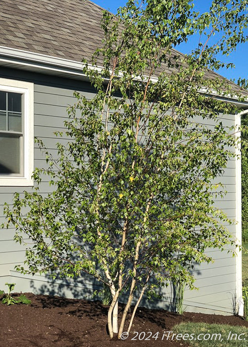 A newly planted multi-stem clump form Whitespire Birch planted in a side yard landscape bed.