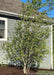 A newly planted multi-stem clump form Whitespire Birch planted in a side yard landscape bed.