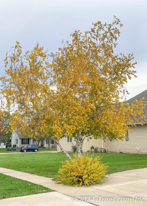 A mature Whitespire Birch in fall planted in the corner of the front yard where the driveway meets the sidewalk.