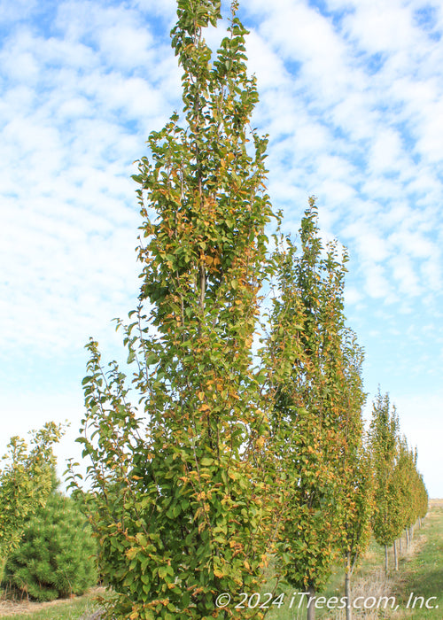 A row of Pyramidal Hornbeam with green and yellow leaves in fall at the nursery.