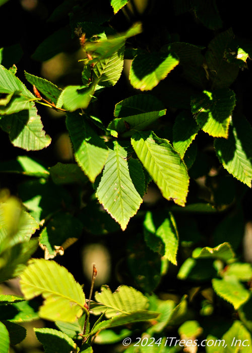 Closeup of green leaves with serrated edges.