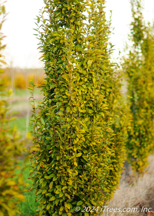 A closeup of a Pyramidal Hornbeam with green leaves turning to yellow.
